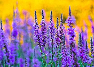 一刀毁天灭地！ 《艾尔登法环：黑夜君临》速通玩家伤害太高导致归零