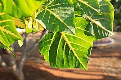 《最终幻想14》与《最终幻想15》联动活动回归 9月13日上线